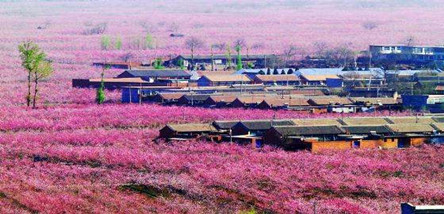 重庆到拉萨、林芝桃花村、羊湖、日喀则10日游（