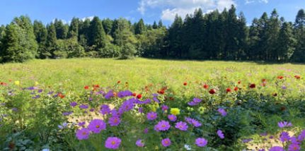 2022春节涪陵武陵山国家森林公园自驾2日游套餐